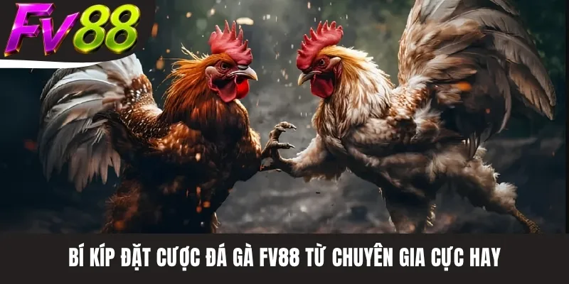 Bí kíp đặt cược đá gà FV88 từ chuyên gia cực hay