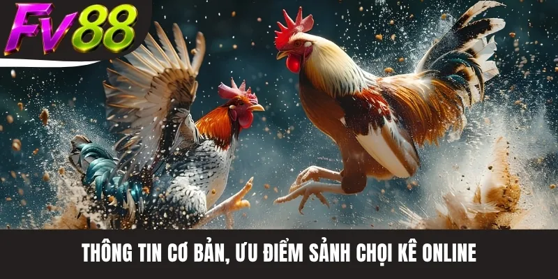 Thông tin cơ bản, ưu điểm sảnh chọi kê online
